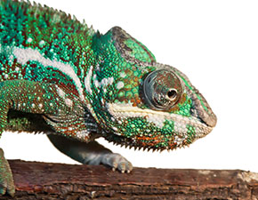 Panther Chameleon