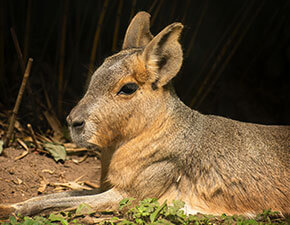 Patagonian Mara