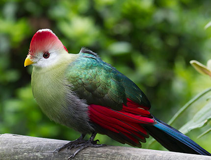 Red-Crested Turaco