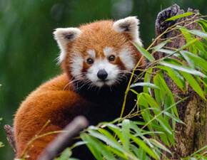 Red Panda