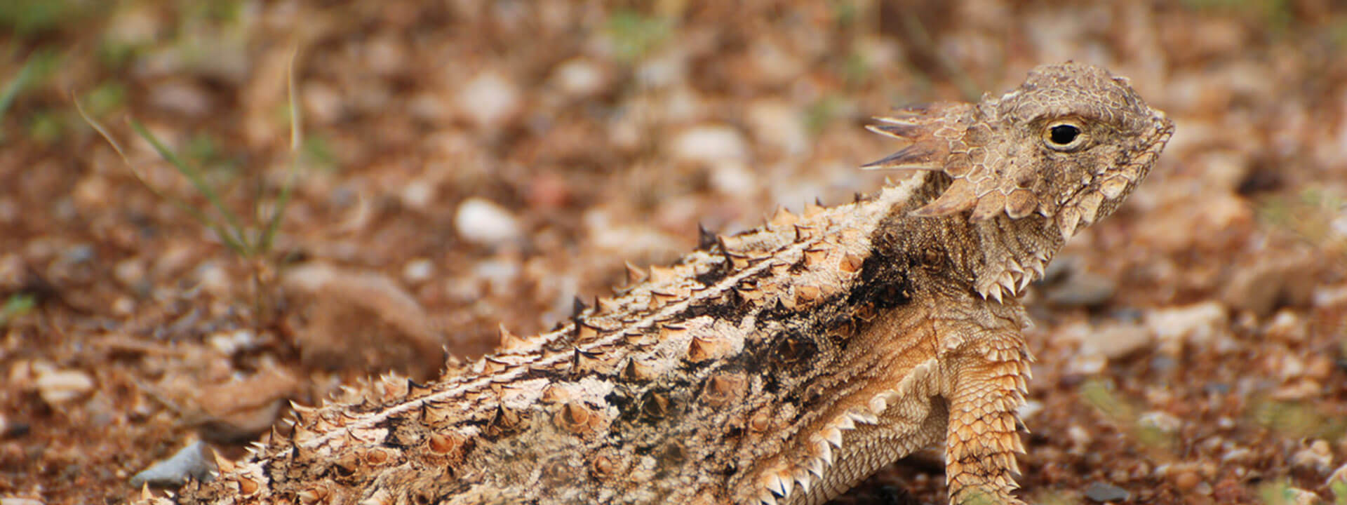Drayton Manor Regal Horned Lizard