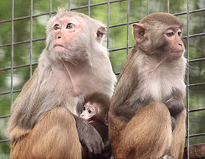 Rhesus Macaque