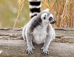 Ring-tailed Lemur