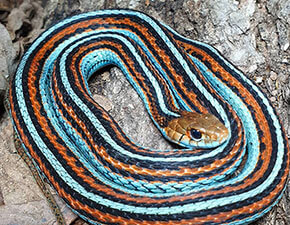 San Francisco Garter Snake