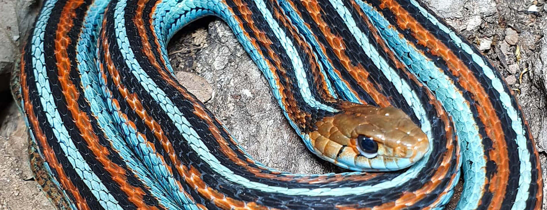 Drayton Manor | San Francisco Garter Snake