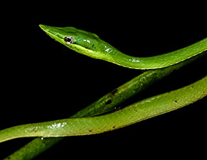 Short-nosed Vine Snake