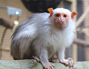 Silvery Marmoset