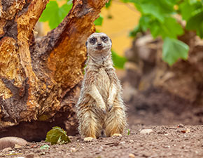 Slender-tailed Meerkat