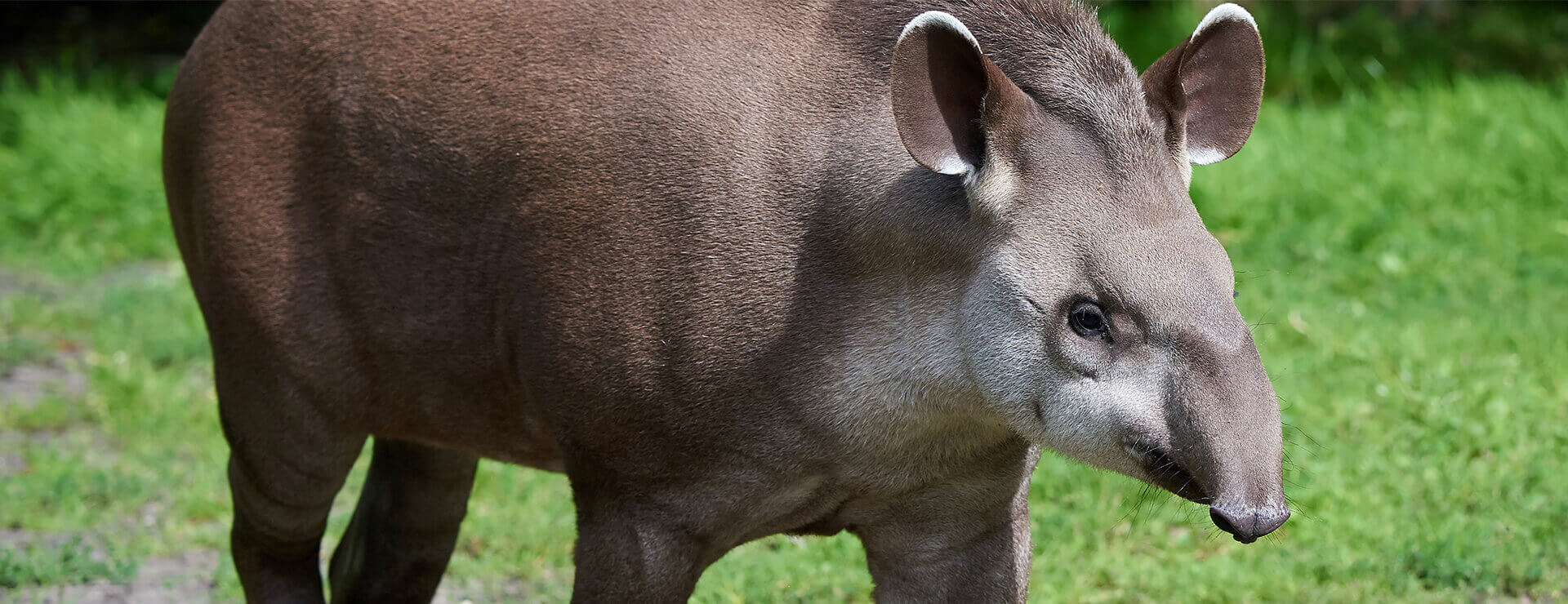 Drayton Manor | South American Tapir Drayton Manor | South American Tapir