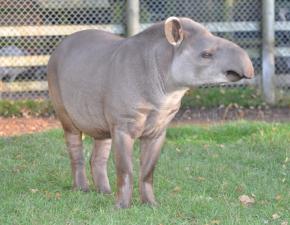 South American Tapir