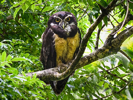 Spectacled Owl