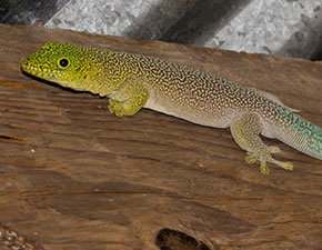 Standing's Day Gecko