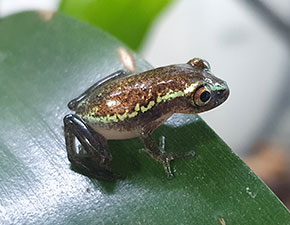 Starry Night Reed Frog