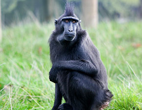 Sulawesi Crested Macaque