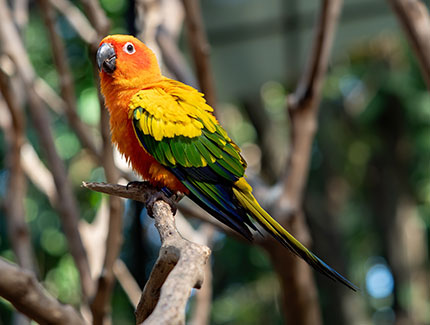 Sun Conure