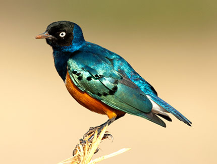 Superb Starling