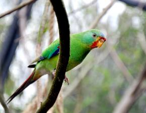 Swift Parakeet