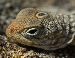 Three-Eyed Madagascan Iguana