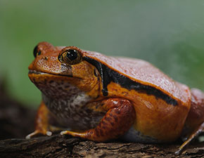 Tomato Frog