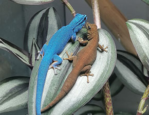 Turquoise Dwarf Gecko