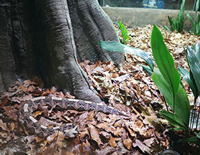 Western Gaboon Viper