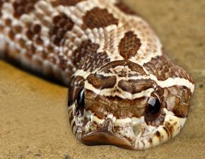 Western Hognose