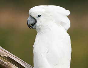 White Cockatoo