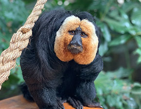 White Faced Saki Monkey