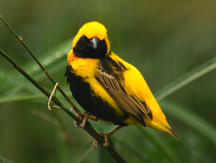 Yellow-crowned Bishop