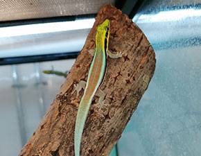 Yellow Headed Day Gecko