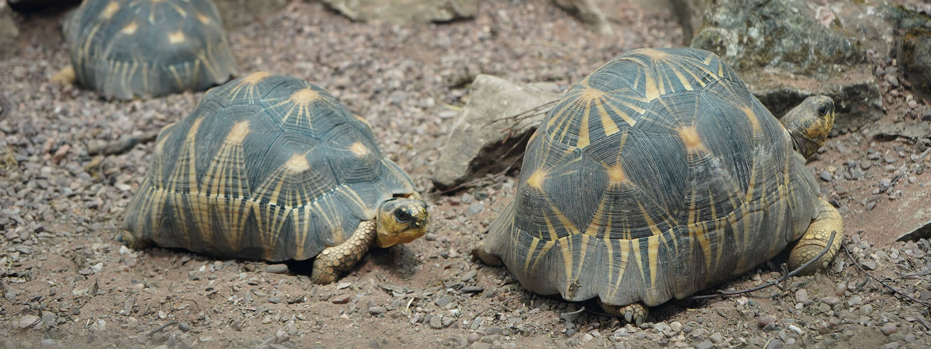 Radiated Tortoise Experience