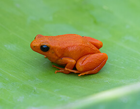 Golden mantella