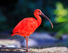 Scarlet Ibis