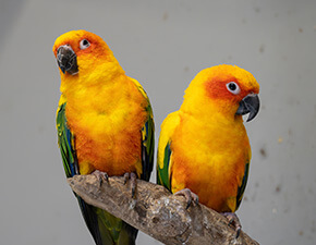 Sun conure