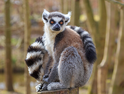 Ring-tailed lemur