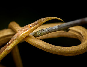Malagasy leaf-nose snake