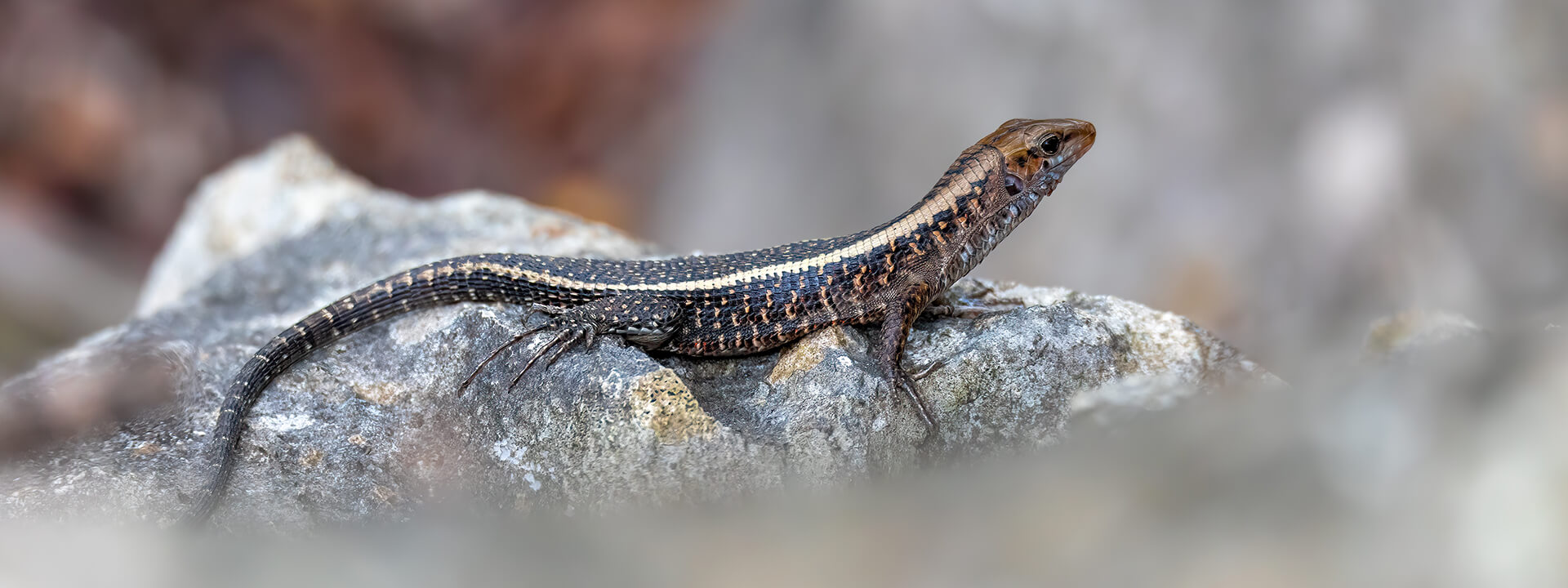 洋書　Girdled Lizards and their relatives Girdled Lizards and their Relatives: Natural History